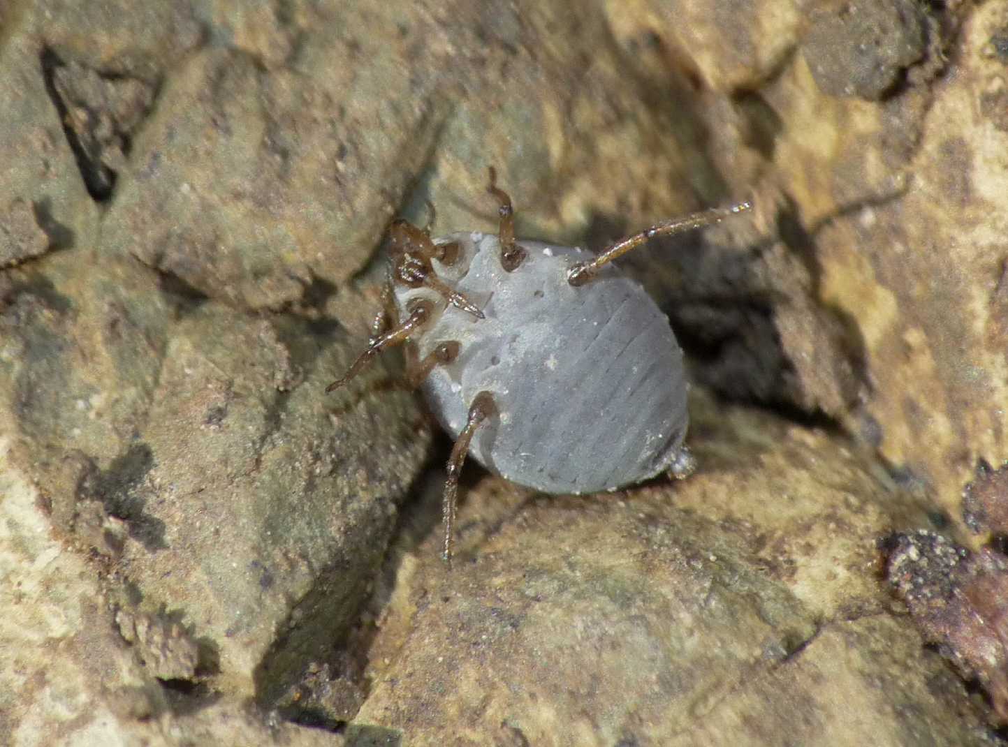 Afidi (Tetraneura sp.?) e coccidi ospiti di Tapinoma